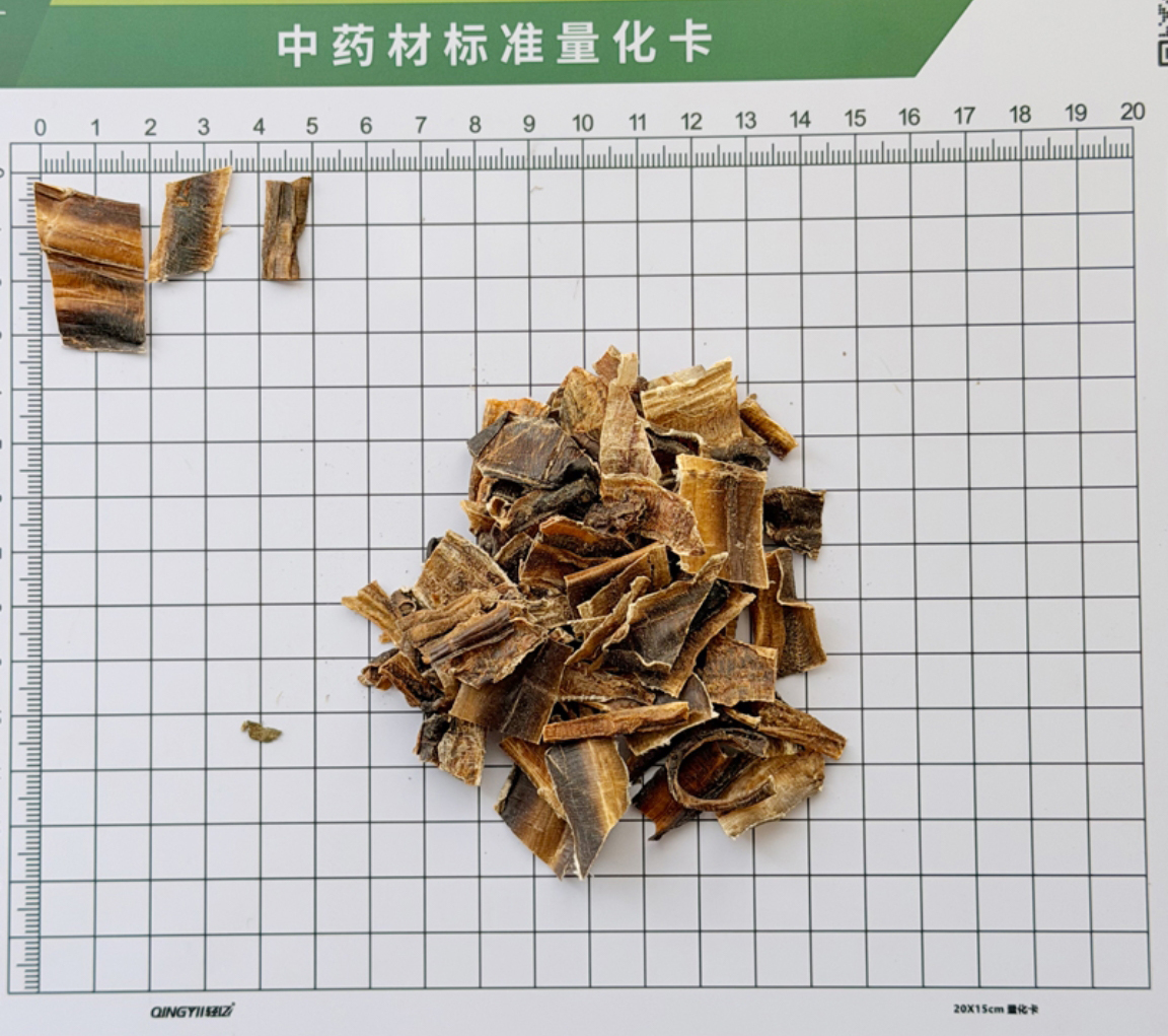 白颈蚯蚓（地龙）