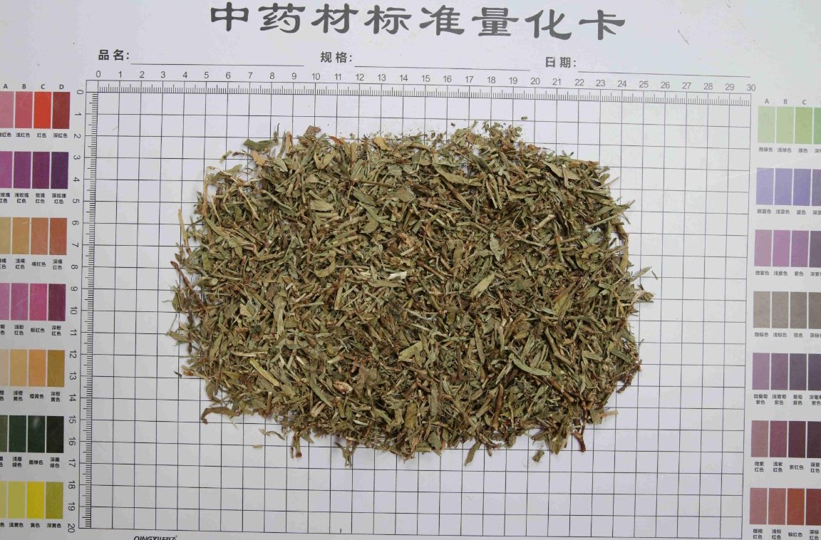 萹蓄