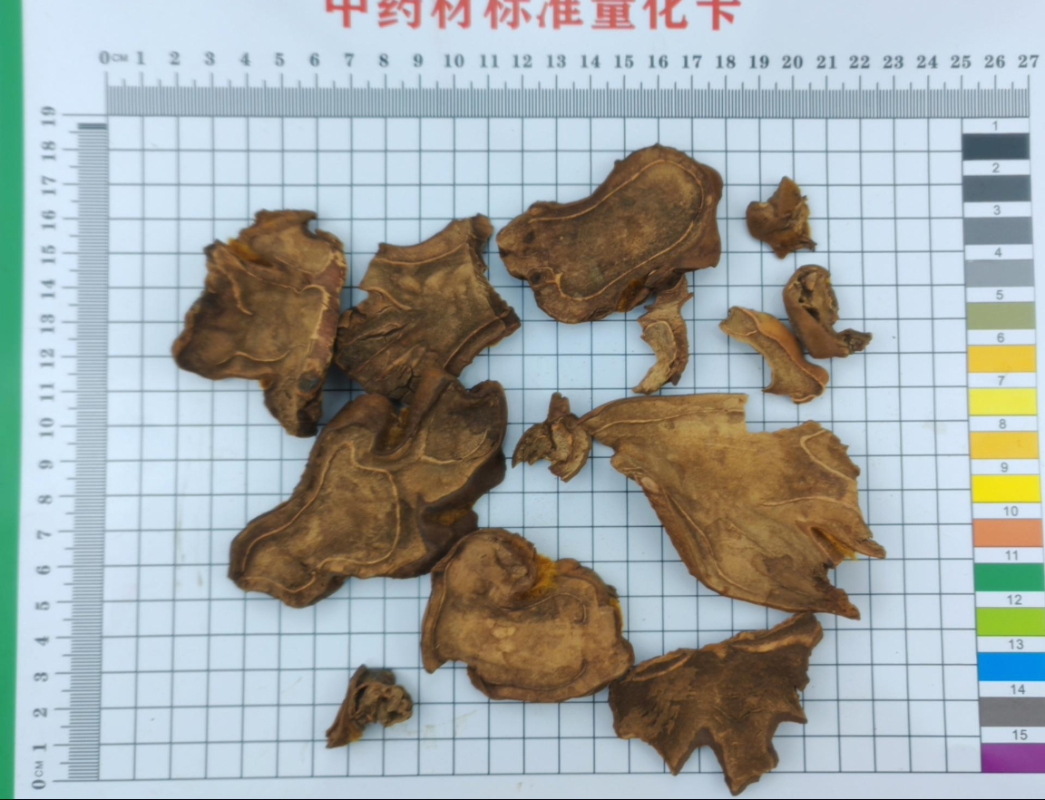 狗脊