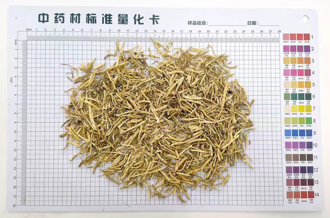 龙胆