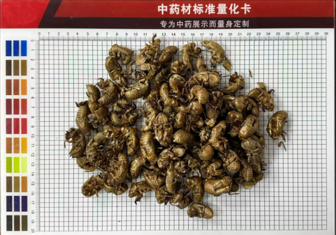 雀瓮（蝉蜕）