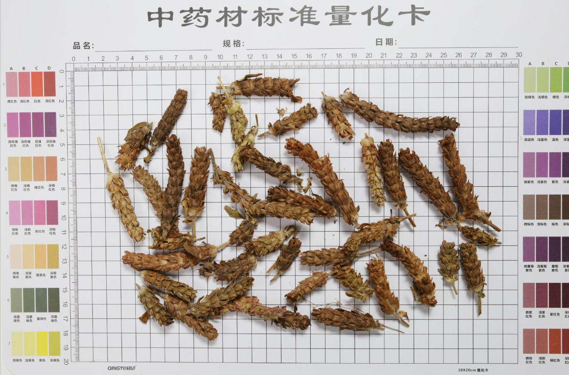 夏枯草