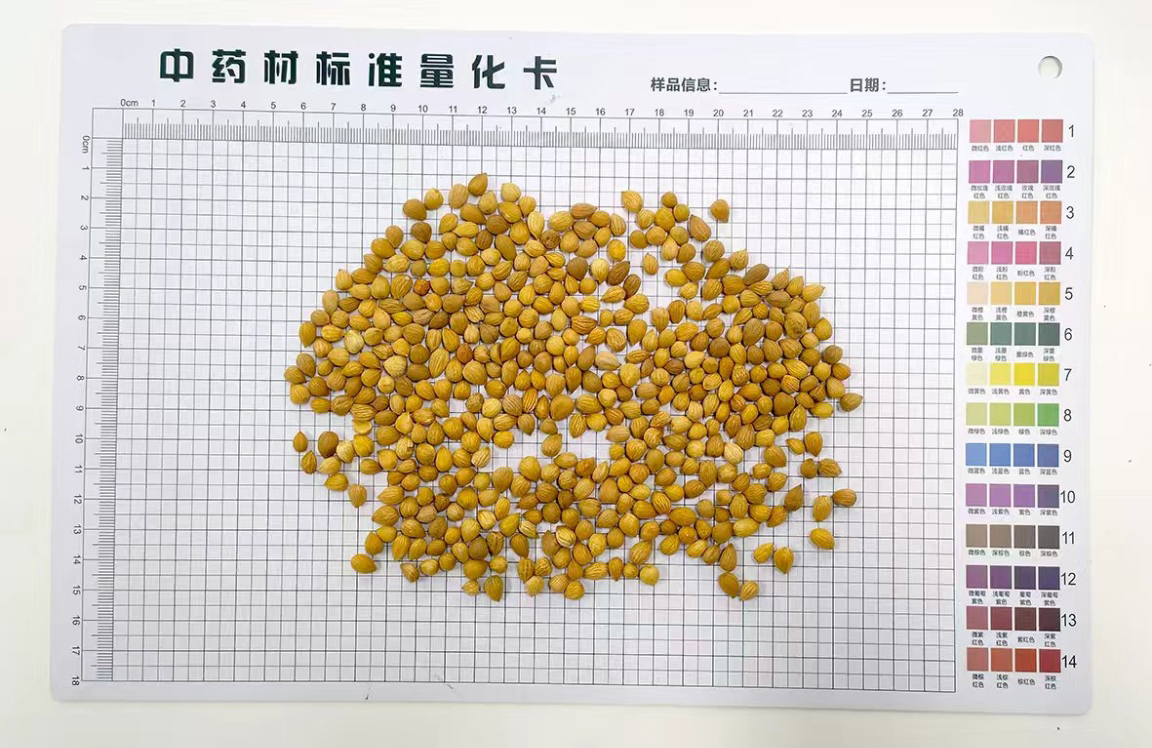 郁李仁